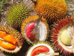 Buah Lai, Si Sepupu Durian yang Kaya Manfaat dan Ramah Aroma
