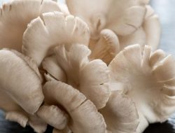 Jamur: Makhluk Aneh di Antara Dunia Tumbuhan dan Hewan